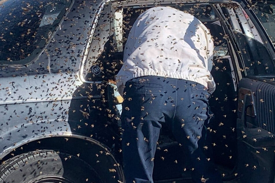 Un-bee-lievable: man returns from shopping to find his car has been turned into a hive