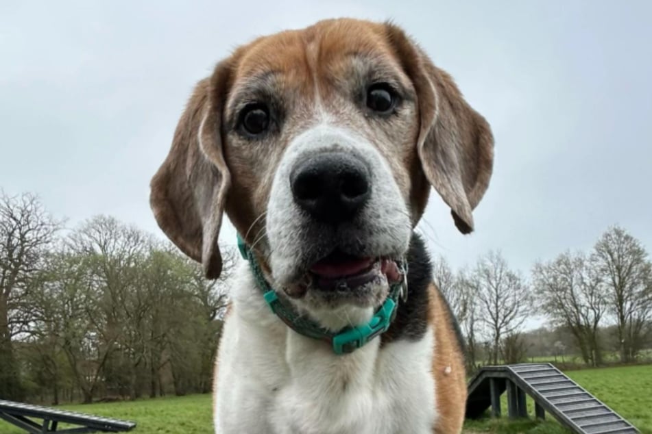 Jake the Beagle hasn't had much luck!