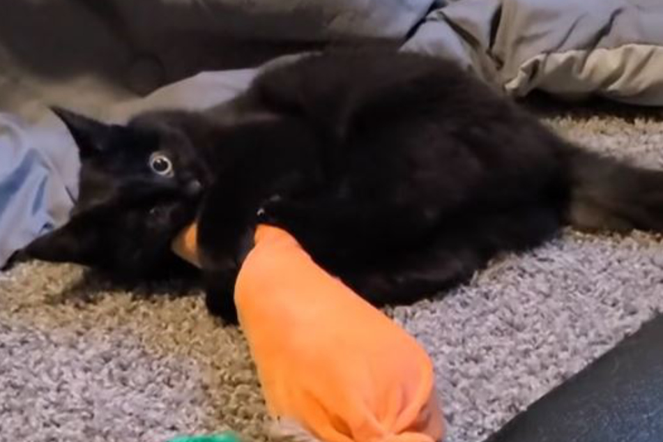 The family also started seeing the tabby cat's black fluffy sibling lurking from the shadows!