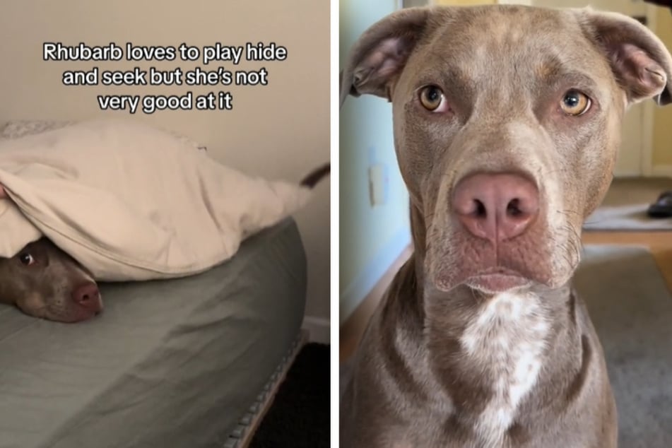 Dog is adorably terrible at playing hide-and-seek in sweet viral clip