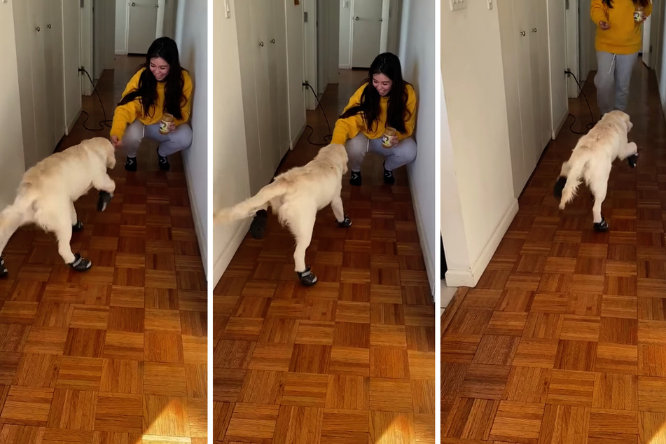 Golden retriever needs a bit of practice with his new doggy footwear