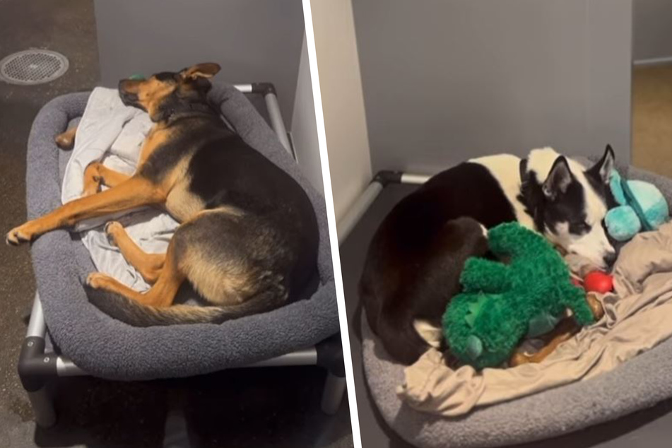 Thanks to soundproof kennels and the opportunity to retreat, these dogs can relax.