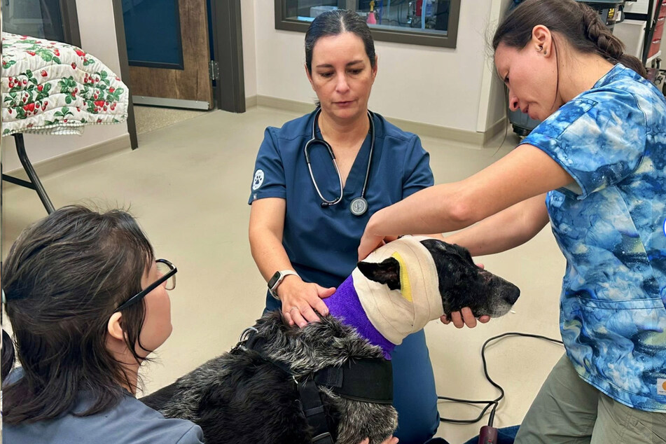The brave dog now has to go to the veterinary practice every two days to have her wounds checked and cleaned.