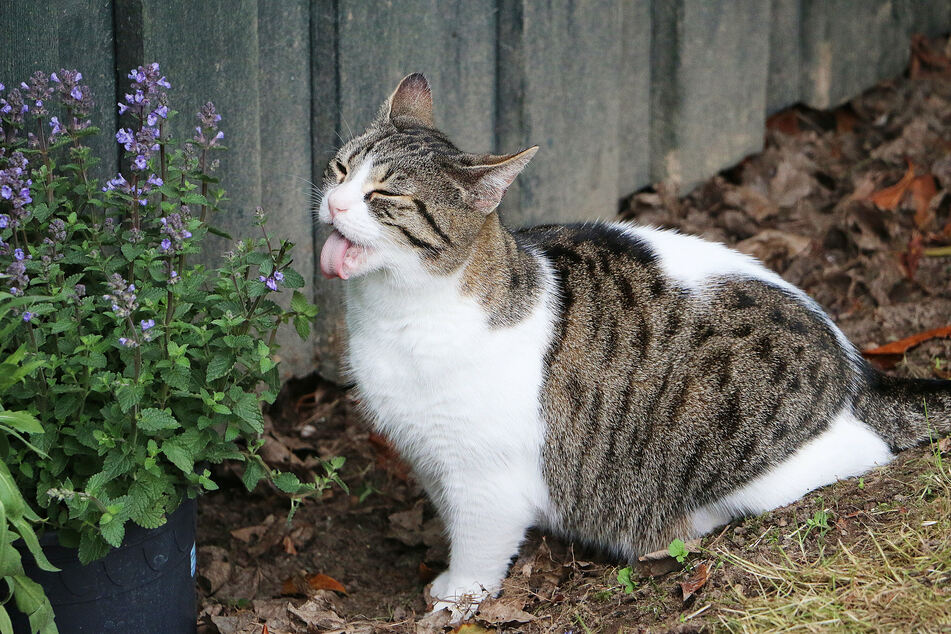 Catnip doesn't just send cats into a frenzy – the plant is an asset to any garden!
