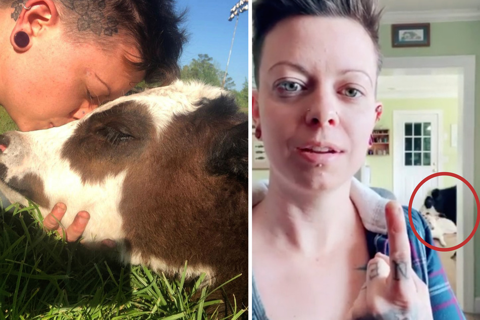 Sven the cow is an internet star with a very a-moo-sing habit!