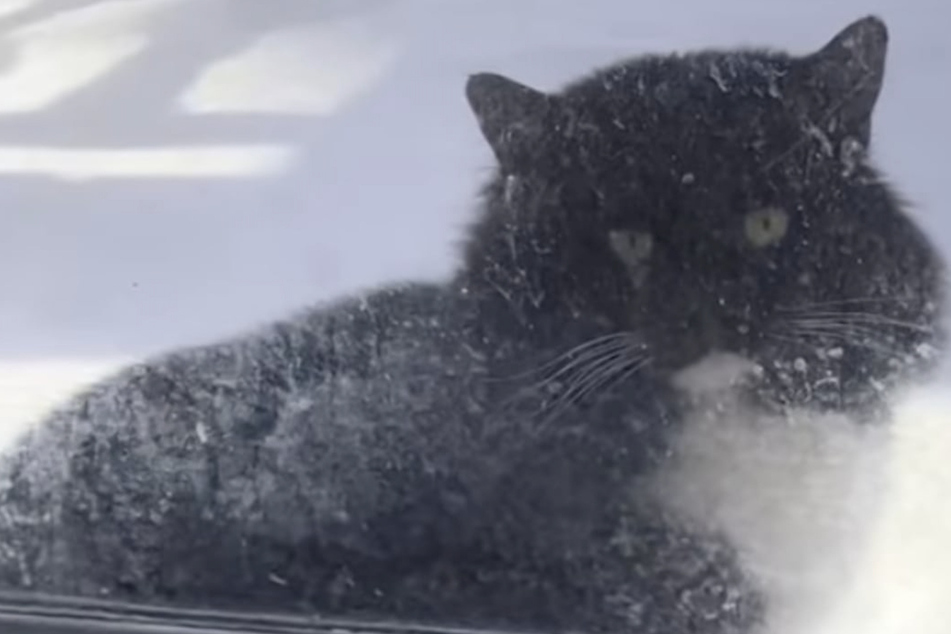 Feral cat injured by BB gun is transformed by love and a special kitten friend