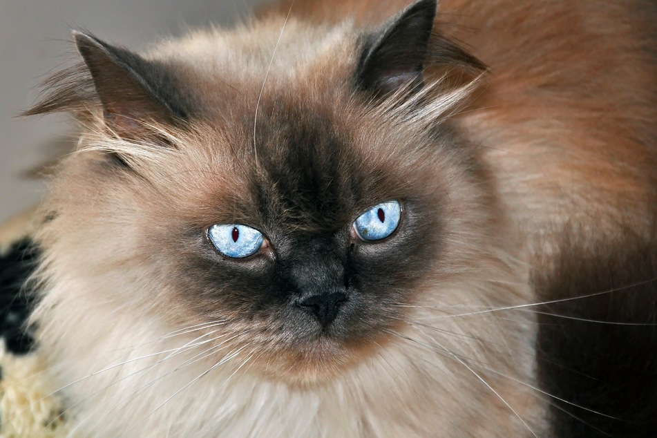 Himalayan cats are also cats with blue eyes.