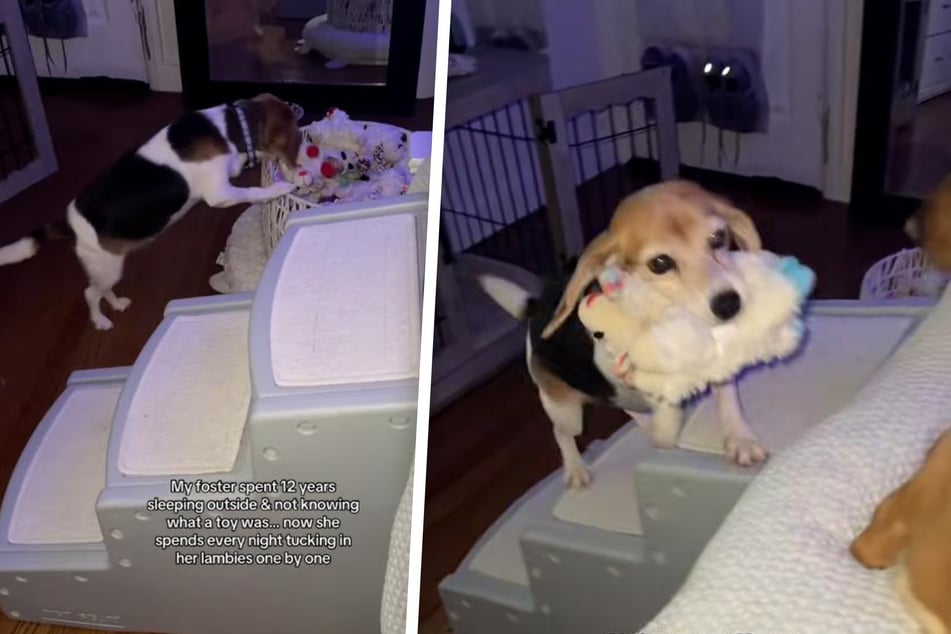 Rescue dog slept outside for 12 years – now her adorable nighttime routine is going viral!