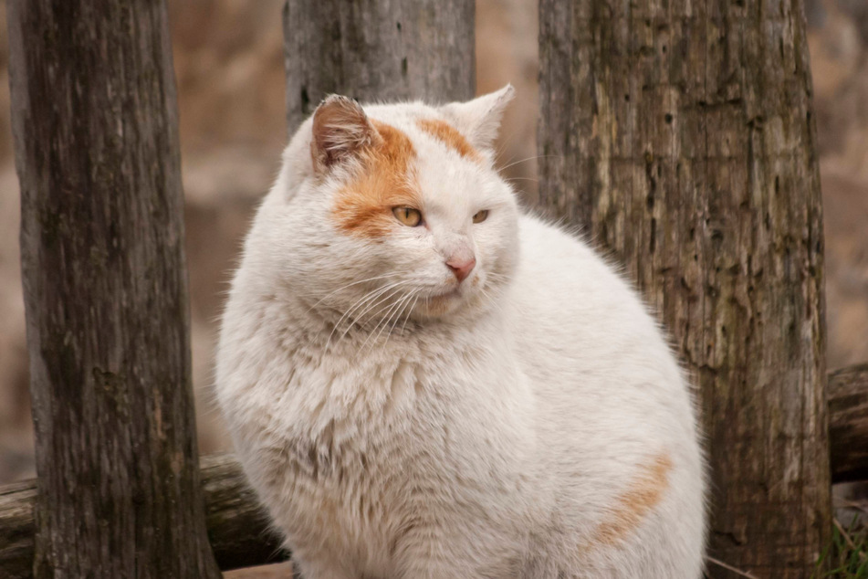 Trey Yates had previously assumed that his cat could only just get overweight from too much snacking (stock image).