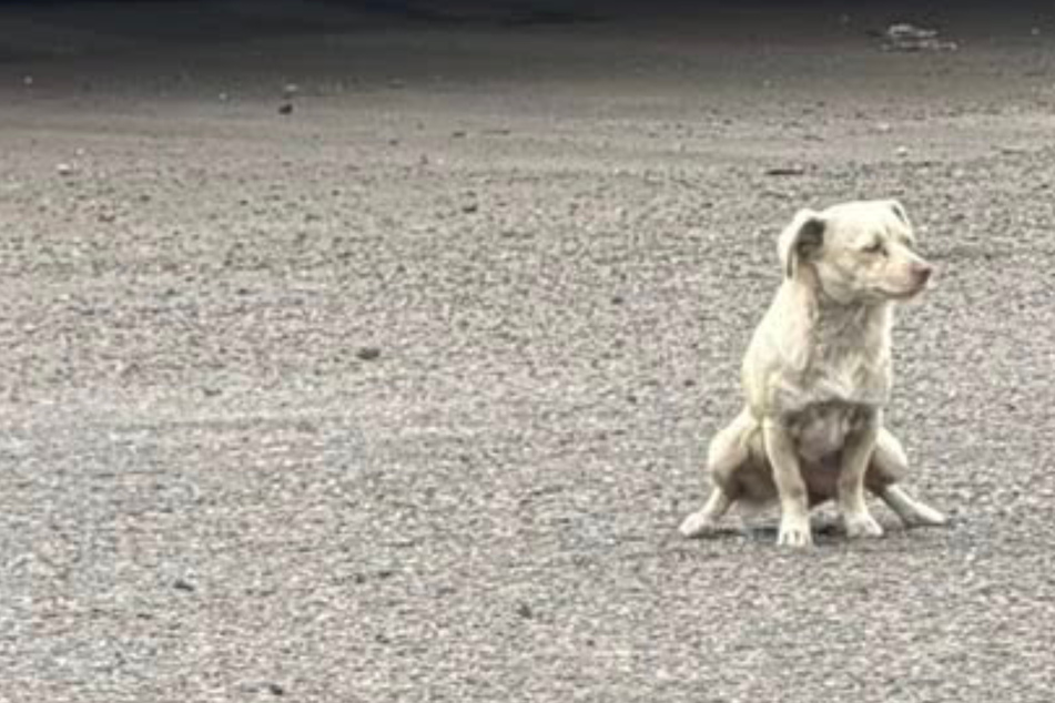 Small dog challenges experienced rescuer: "One of those rescues that broke me"