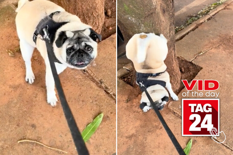 Viral Video of the Day for June 14, 2024: Pup takes an upside-down approach to going potty!