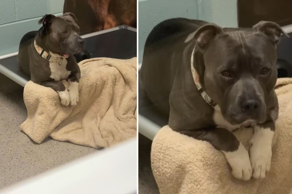 Lost dog's story of abandonment breaks hearts on social media!