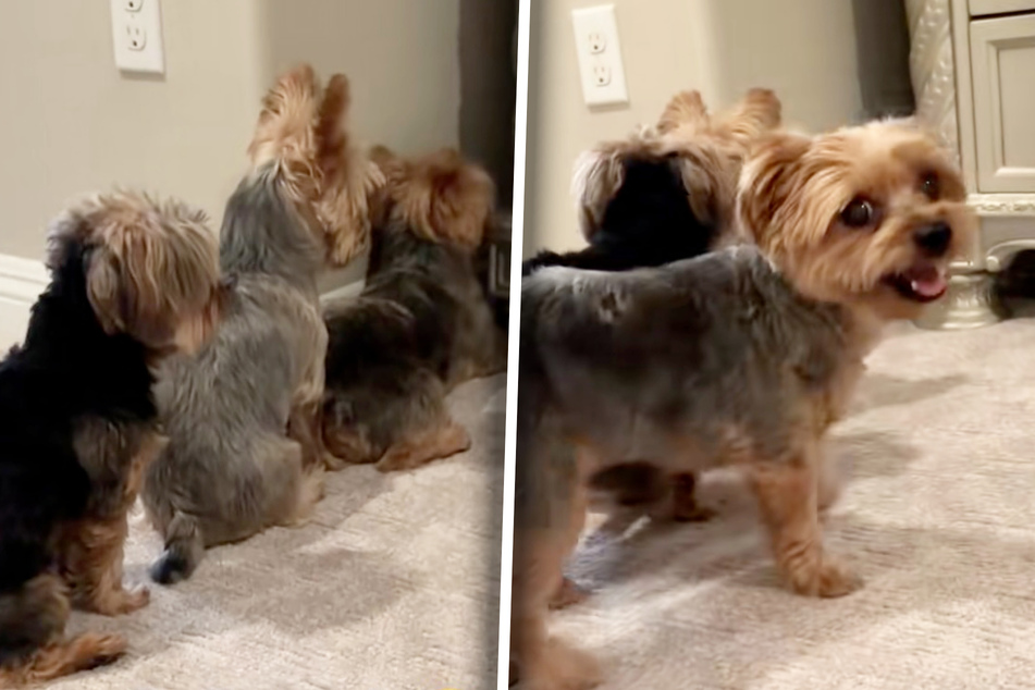 These three Yorkshire Terriers from Los Angeles stick together as a real dog family should!
