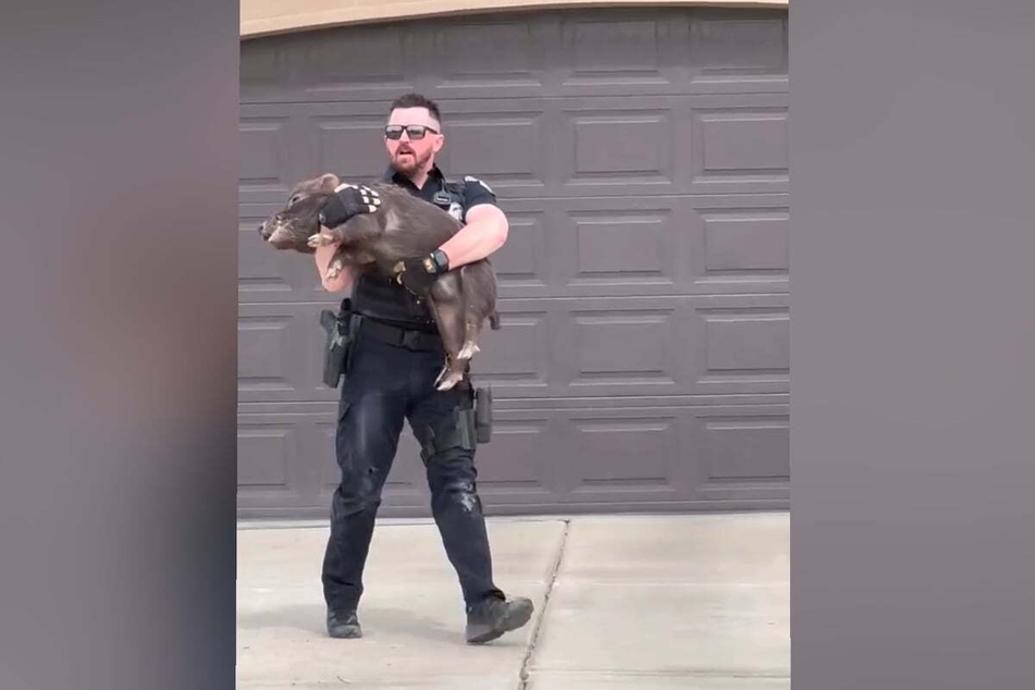 This escaped pig wasn't thrilled to be caught by Officer Cory Cooper.