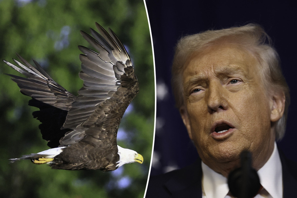 President Donald Trump appeared to mistake an American bald eagle for another bird in his latest tirade against wind turbines.