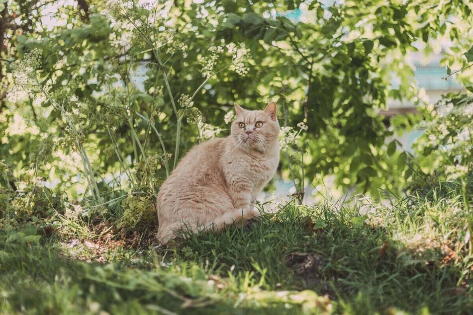 Cats must be appropriately trained and ready for the outside world.