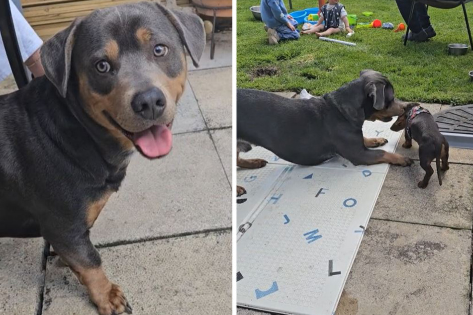 Albie has a Rottweiler dad and a Dachshund mom and, while he inherited his head from one, he inherited his body shape from the other!