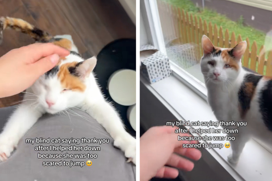 Blind cat's precious reaction to her owner's help has viewers weeping