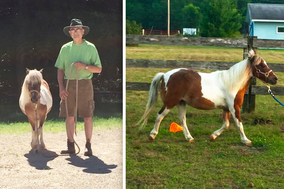 Beloved Wisconsin miniature horse found dead in gruesome and suspicious circumstances