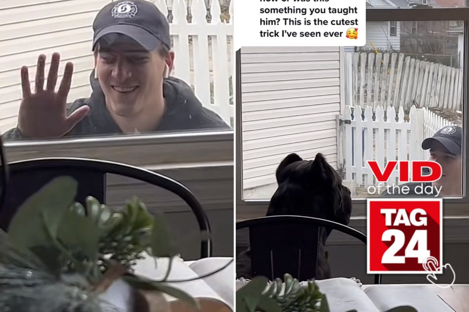 Viral Video of the Day for May 15, 2023: Man's peek-a-boo game with dog lights up the internet