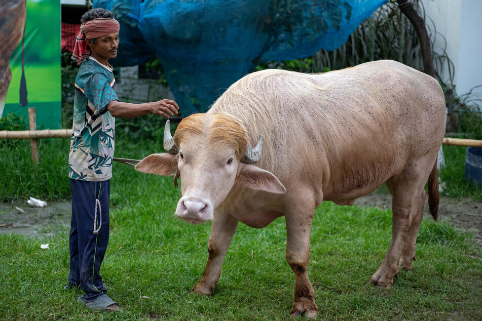 The "Donald Trump" buffalo is to be slaughtered shortly.