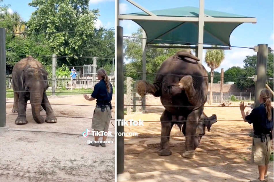Yoga isn't just for humans – it's for elephants too!