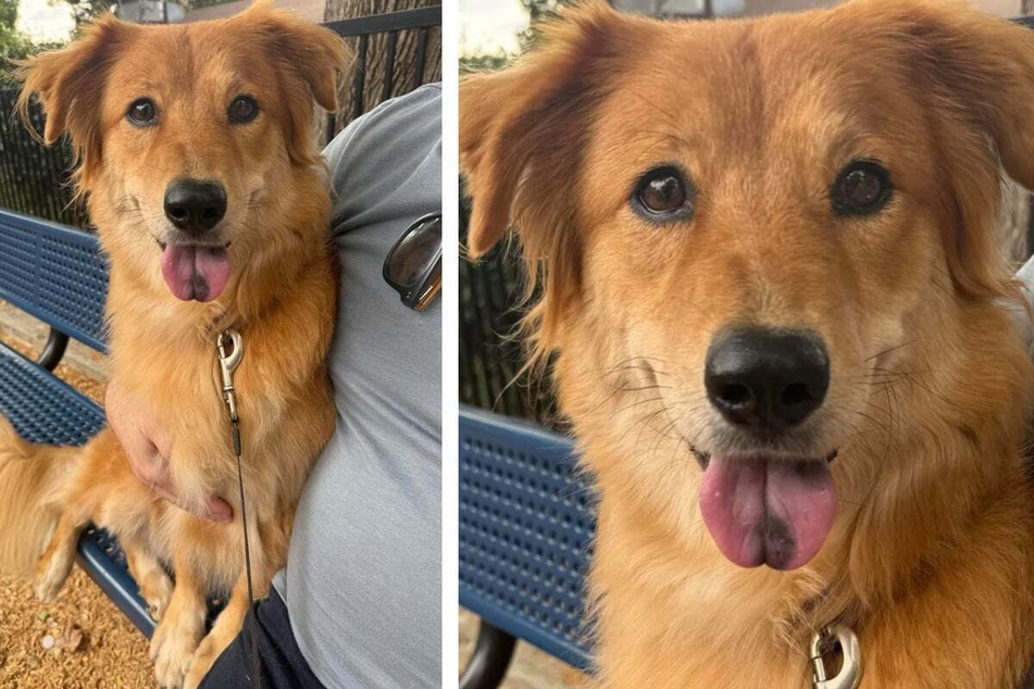 Instead of being a purebred Golden Retriever, this dog has several breeds hiding in her genes.