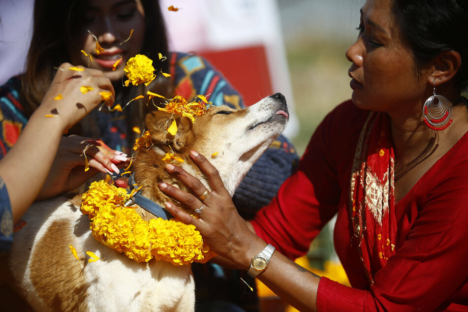Dog days: the place where strays and pets are worshiped like gods