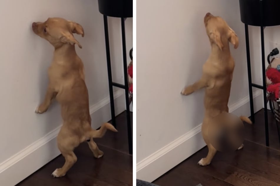 Carlito the puppy has gone viral on TikTok after his owner revealed he does his business standing up!