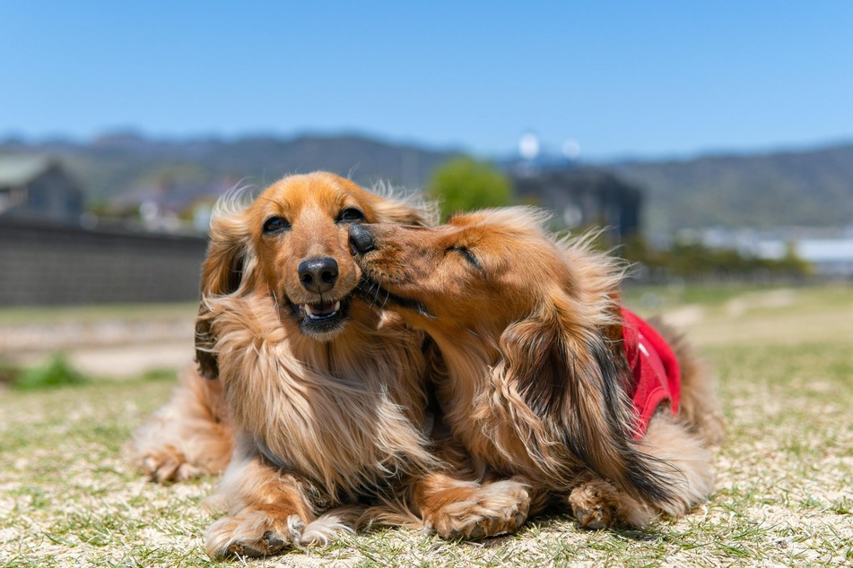 If you give the dogs enough time, they can become inseparable friends.