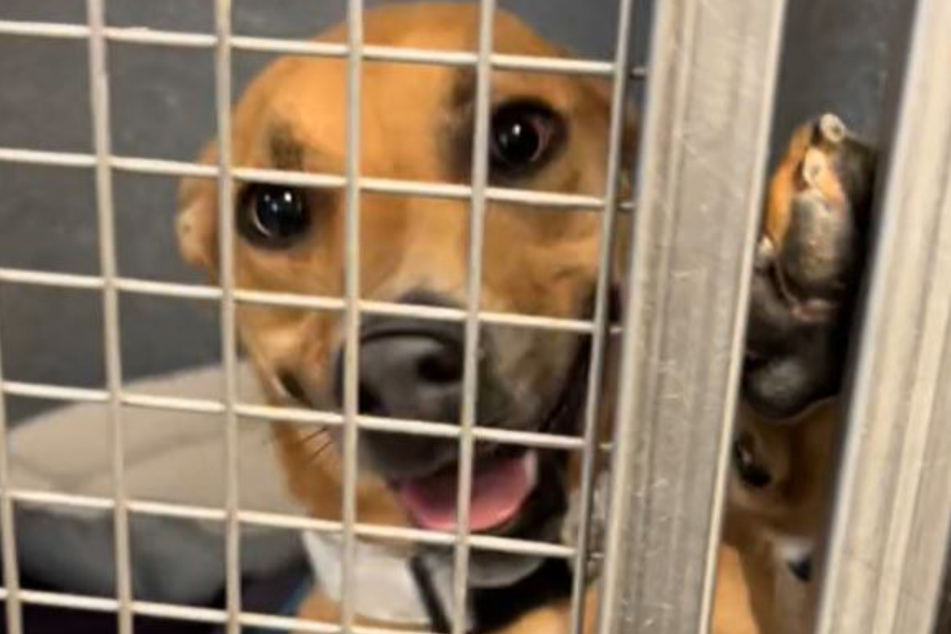 This clever dog named Lana needs a new devoted owner to keep her forever!