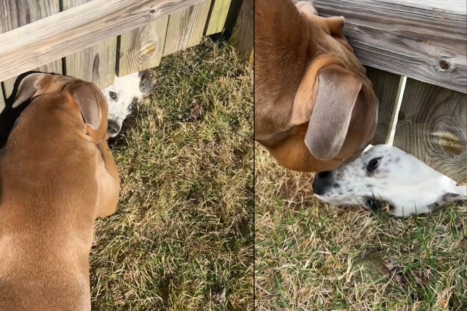 The reason for the hole quickly became clear: a new friend of the dog lived on the other side!