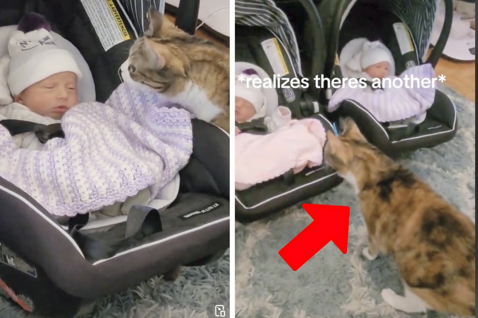 Rescue cat's reaction to her owner's baby twins is way too cute!