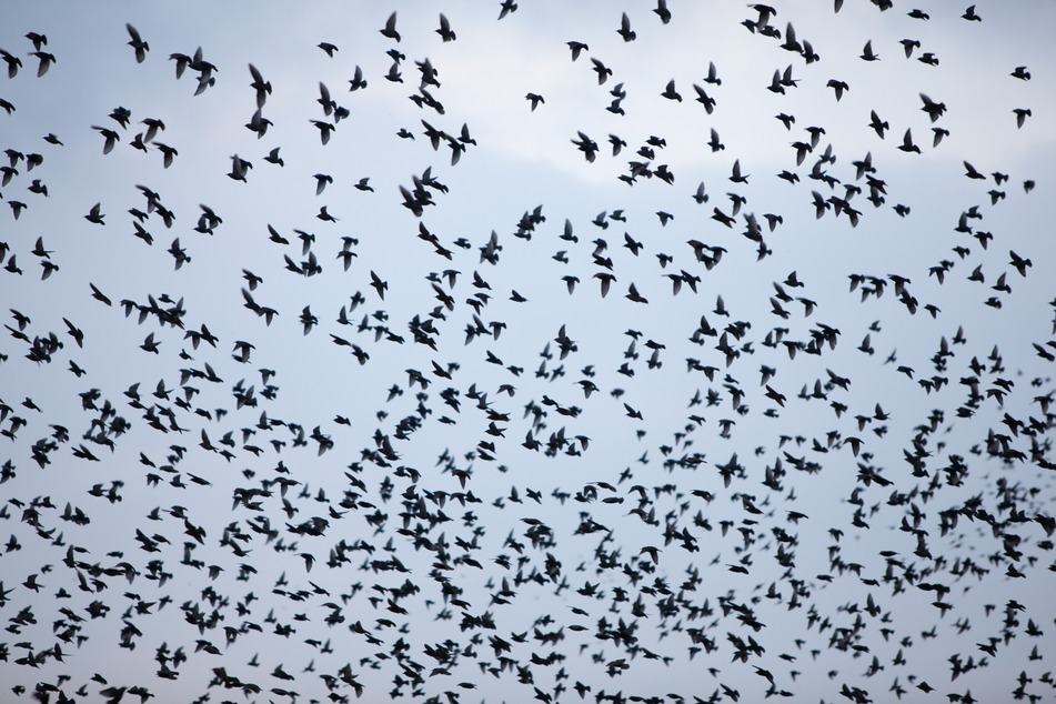 Almost a thousand birds die after striking Chicago convention center