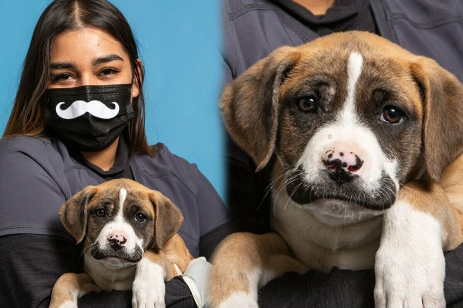 Hilarious mustachioed mutt with a sad story gets a new home!