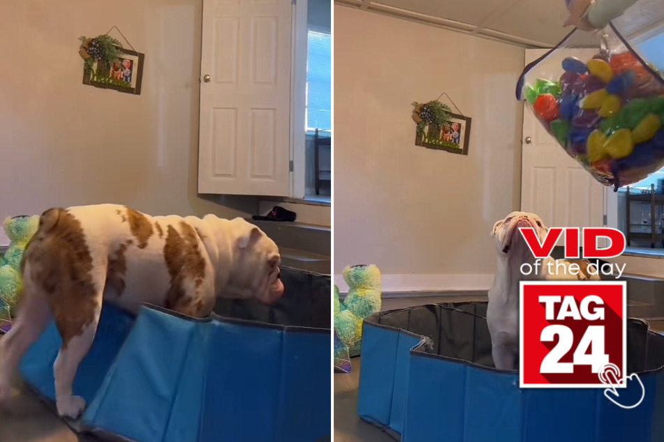 Viral Video of the Day for July 7, 2023: Bulldog owner's ball pit attempt goes hilariously wrong