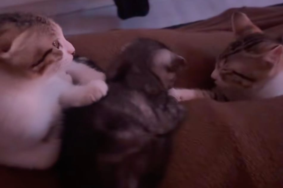 After a few days, the two older cats finally got closer to the new kitten.