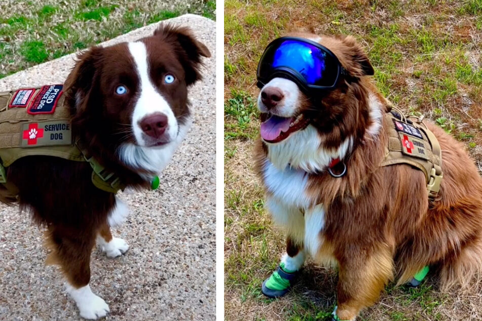 Veterans Day: Viral TikTok serves up a sleepy service dog
