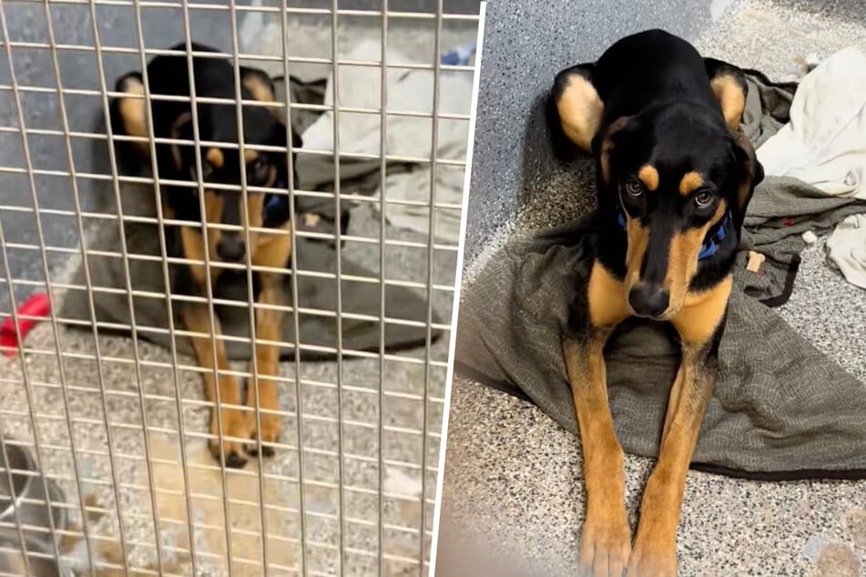 Sweet dog loses his spark after months at the shelter in heartbreaking clip