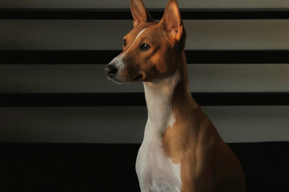 Basenjis are pretty beautiful, and incredibly quiet dogs.