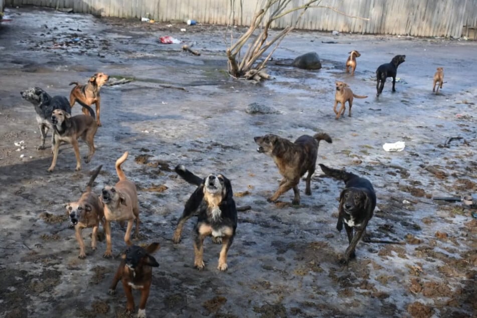 In the backyard, the emergency services discovered other four-legged friends, which they quickly took into care.