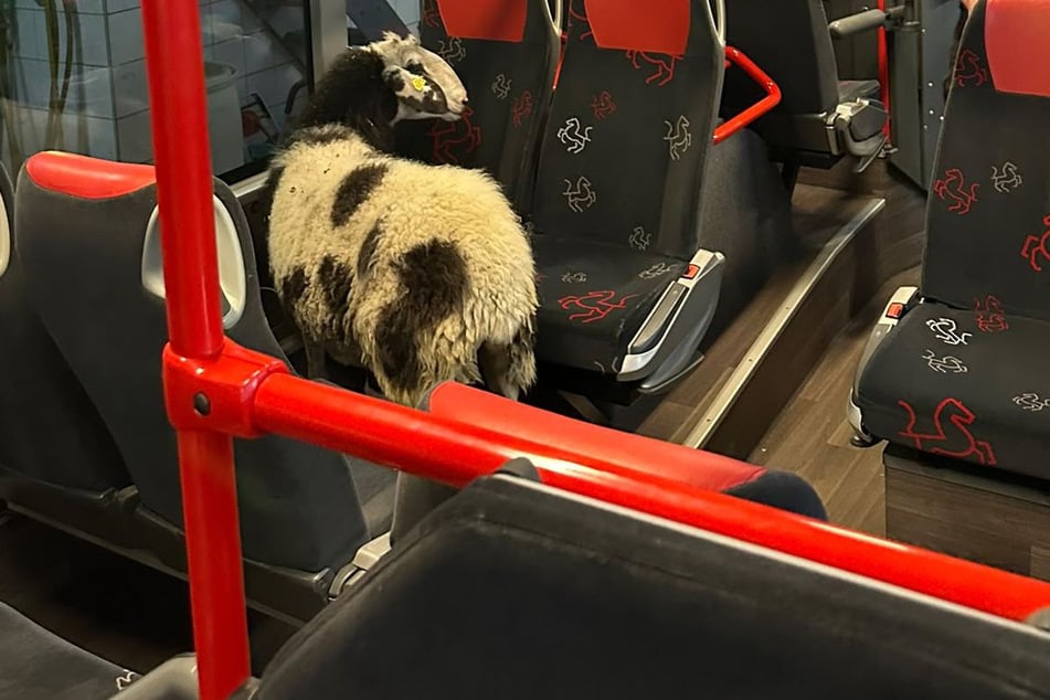 A sheep stands between the seats of a public bus at the bus depot in Lüdinghausen, Germany.