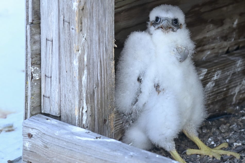 Falcons nest at great heights, making a sighting of fluffy chicks rare.