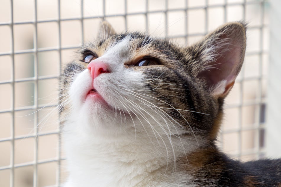 The domestic shorthair is, by far, the cutest and sweetest cat in the world.