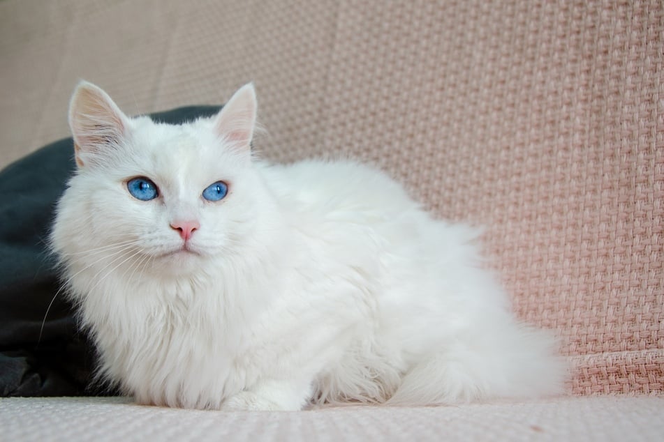 Cats with blue eyes are more common in the Turkish Angora.