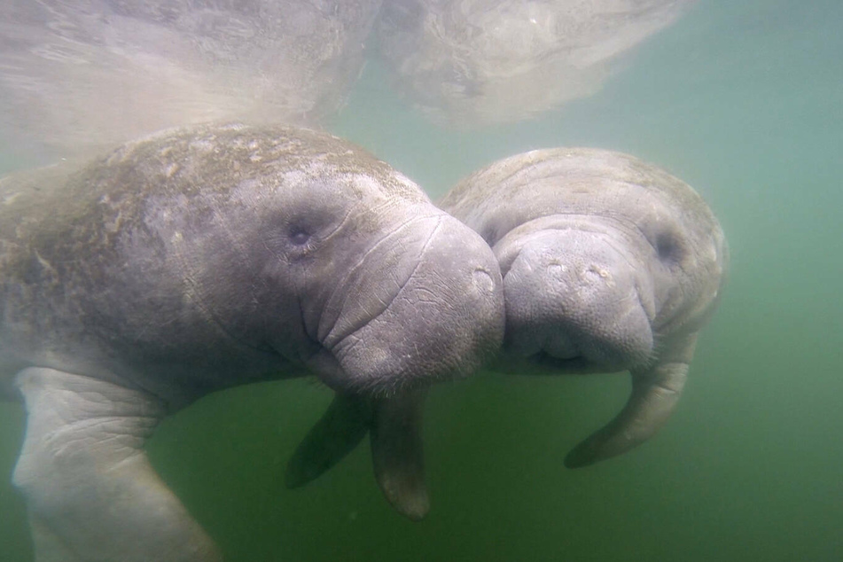 Florida's manatees are dying off at an alarming rate.