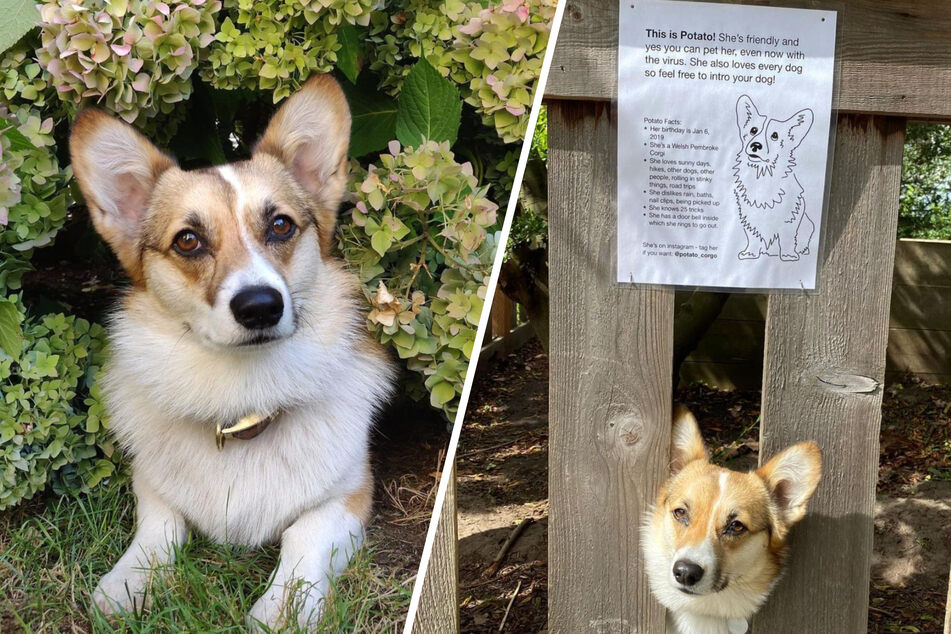 Dog misses greeting neighbors during pandemic, so owner puts up a heartwarming sign