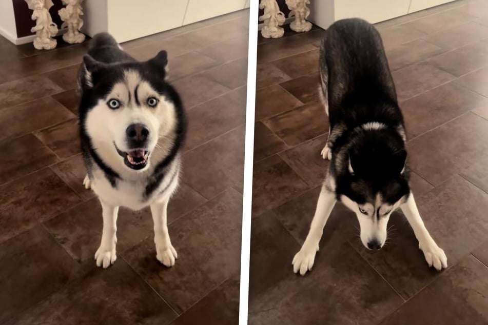 Enzo the husky is a bit of a chaotic guy, as a viral video shows!