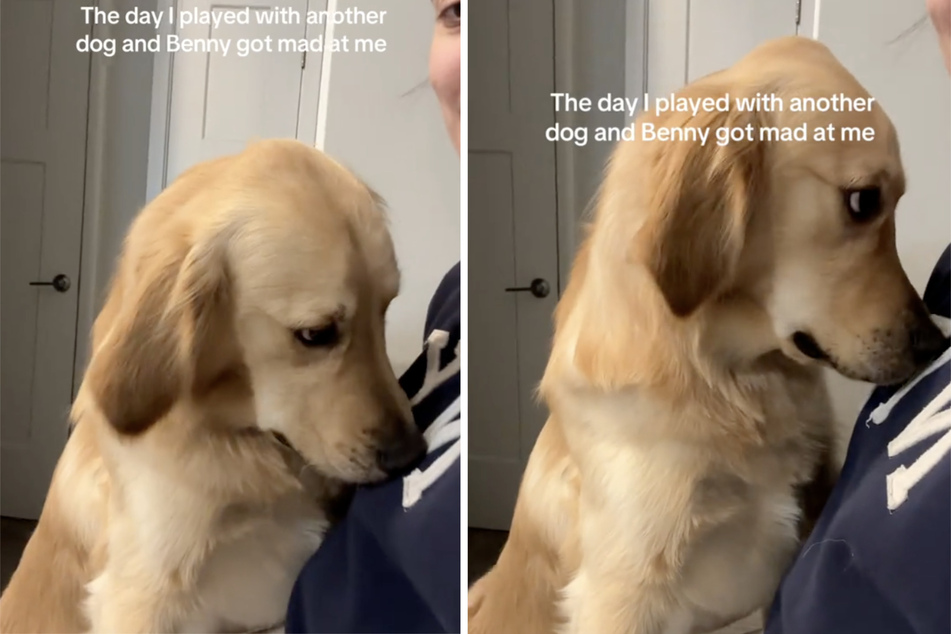 The golden retriever kept sniffing at his owner – only to punish her with disappointed looks!