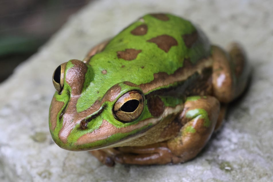 These beautiful frogs could saved from their fungal enemy with some simple steaming.